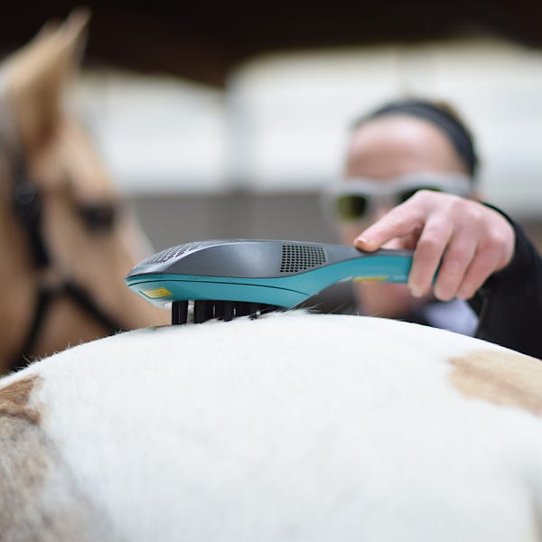 Sarah Hippe bei der Anwendung der Low-Level-Lasertherapie an einem Pferd.