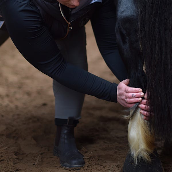 Sarah Hippe bei der Anwendung von Lymphdrainage an einem Pferd.