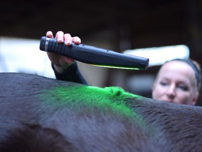 Sarah Hippe bei der Anwendung der Farblichttherapie an einem Pferd.