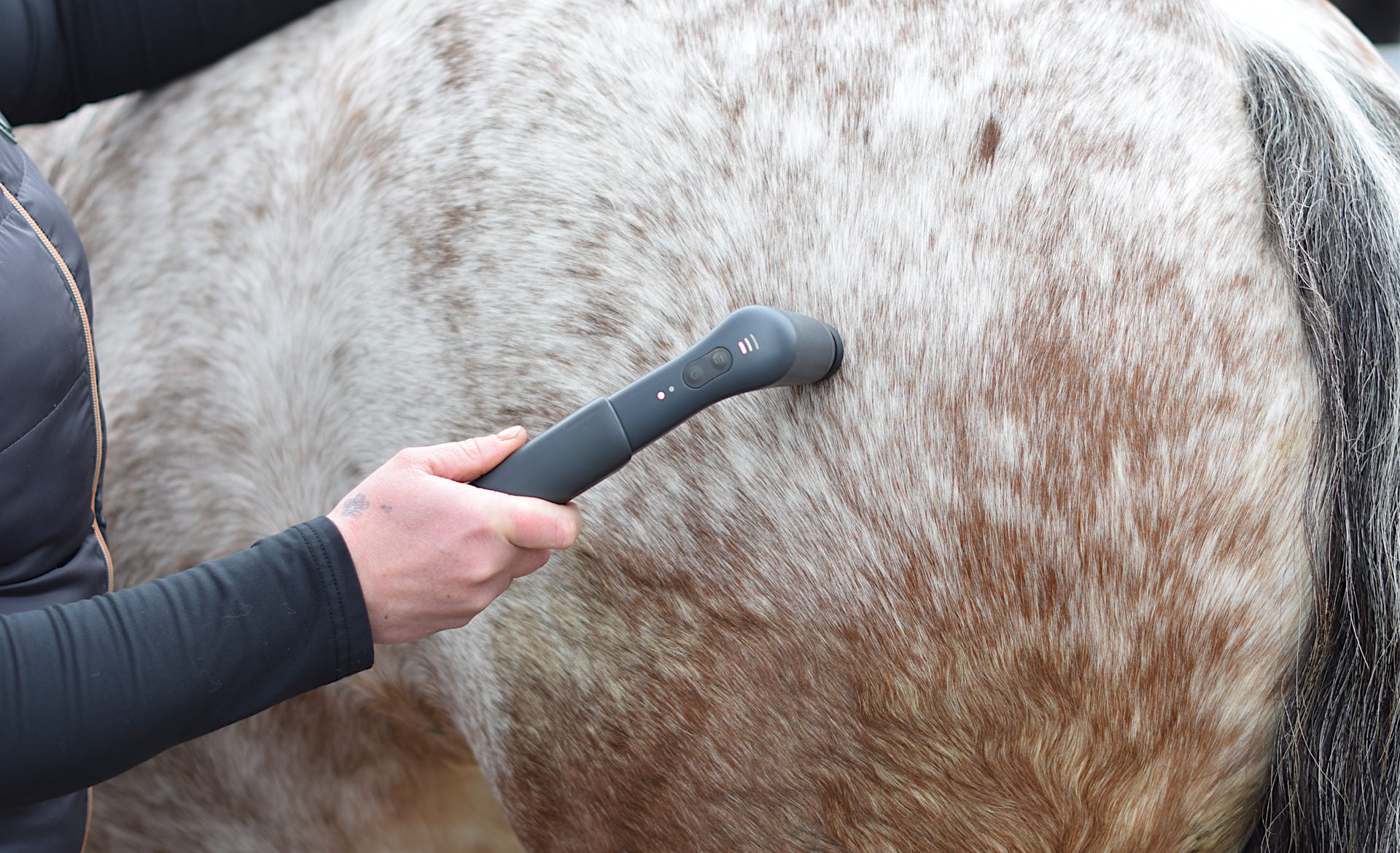 Anwendug der Vibrationstherapie an der Hüfte eines Pferdes.